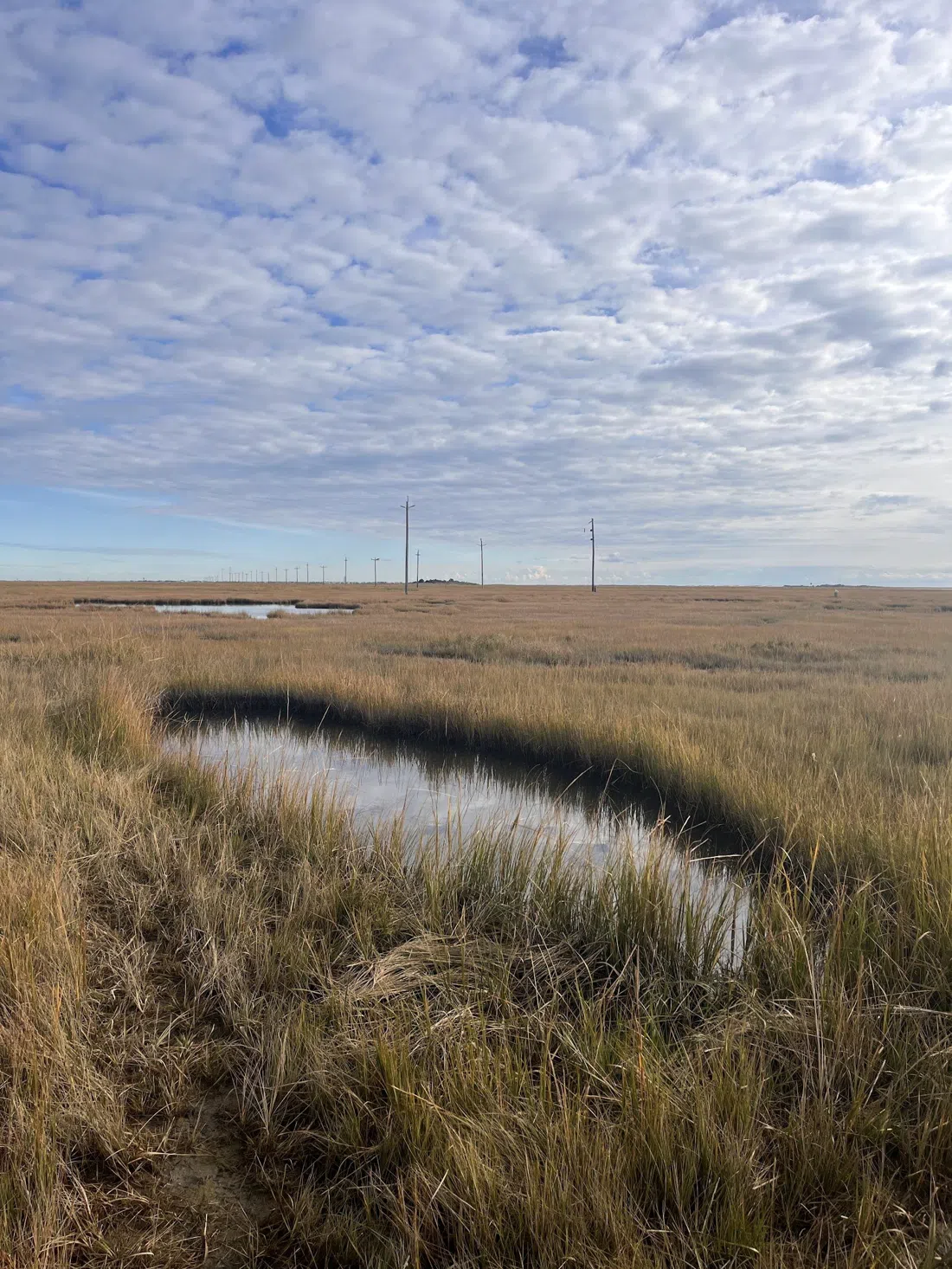 Great Bay Boulevard Wildlife Management Area, Atlantic City