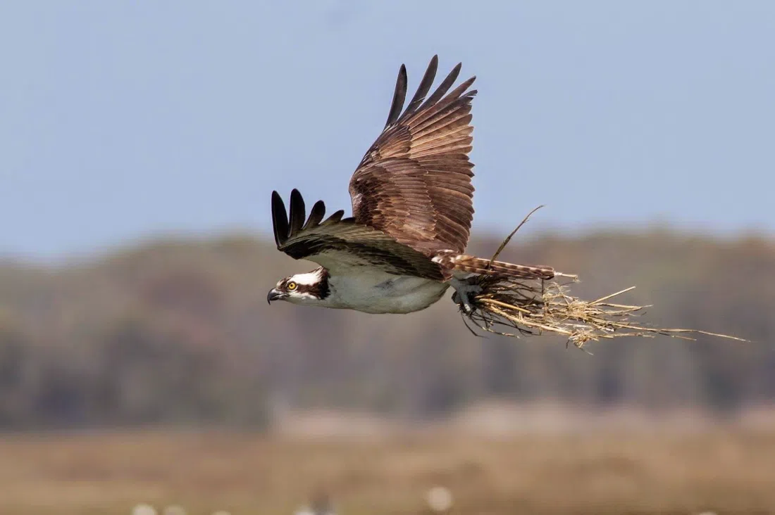 Salt Marsh Safari — The Skimmer, Atlantic City